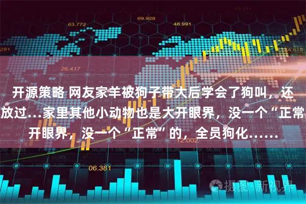 开源策略 网友家羊被狗子带大后学会了狗叫，还只听狗语，狗食也不放过…家里其他小动物也是大开眼界，没一个“正常”的，全员狗化……