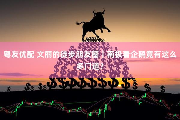 粤友优配 文丽的徒步朋友圈｜南极看企鹅竟有这么多门道？